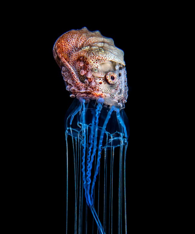 Magnus Lundgren: &#039;Argonauta-velero a bordo de una medusa&#039; (Filipinas, 2019).