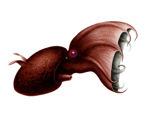 Vampyroteuthis infernalis, el calamar vampiro del infierno.