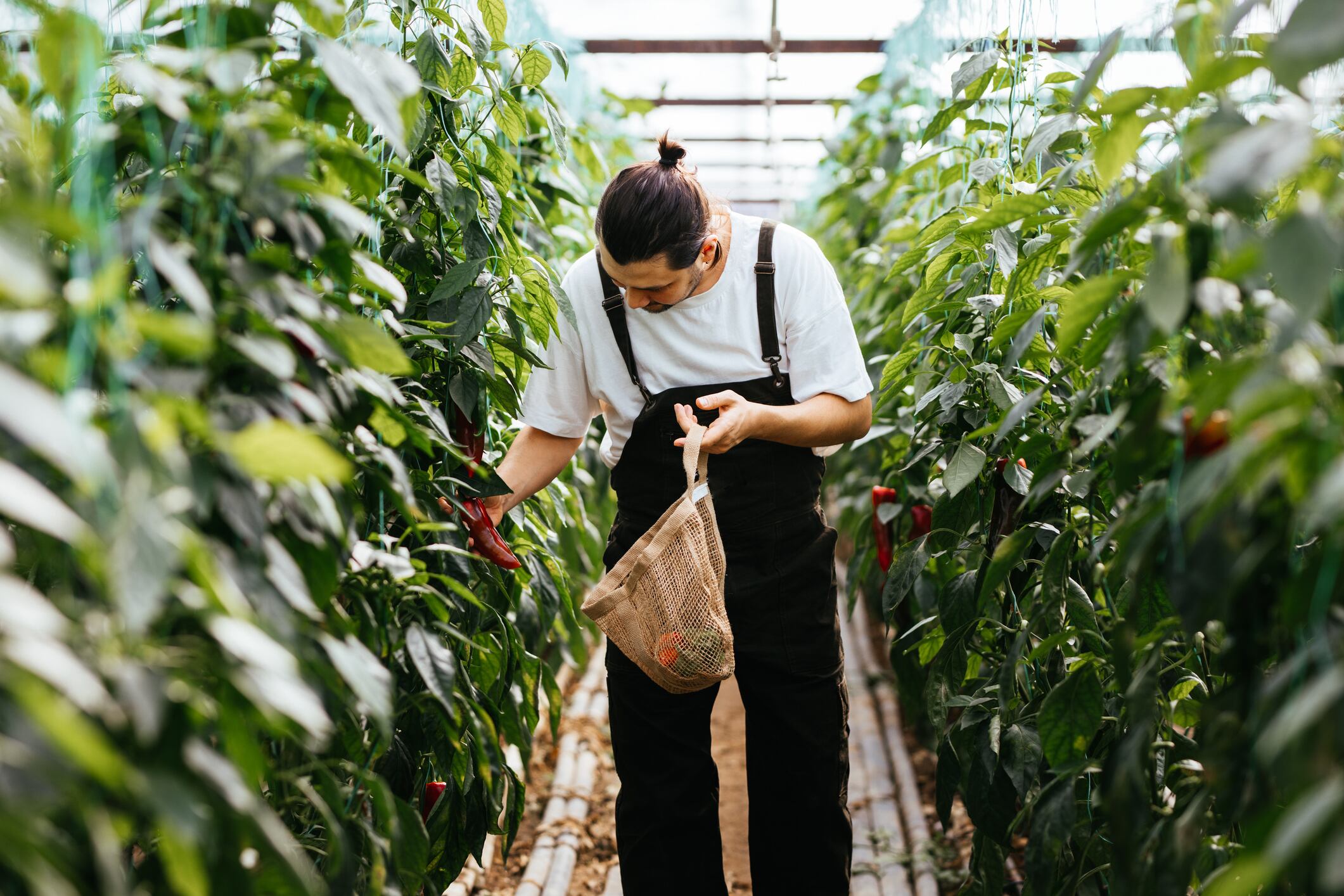 El 23 de enero se conmemora el día de la Agroecología