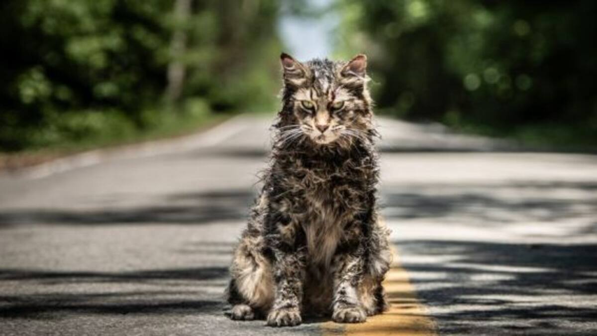 ¡Qué miedo! Mirá el tráiler de “Cementerio de Animales”