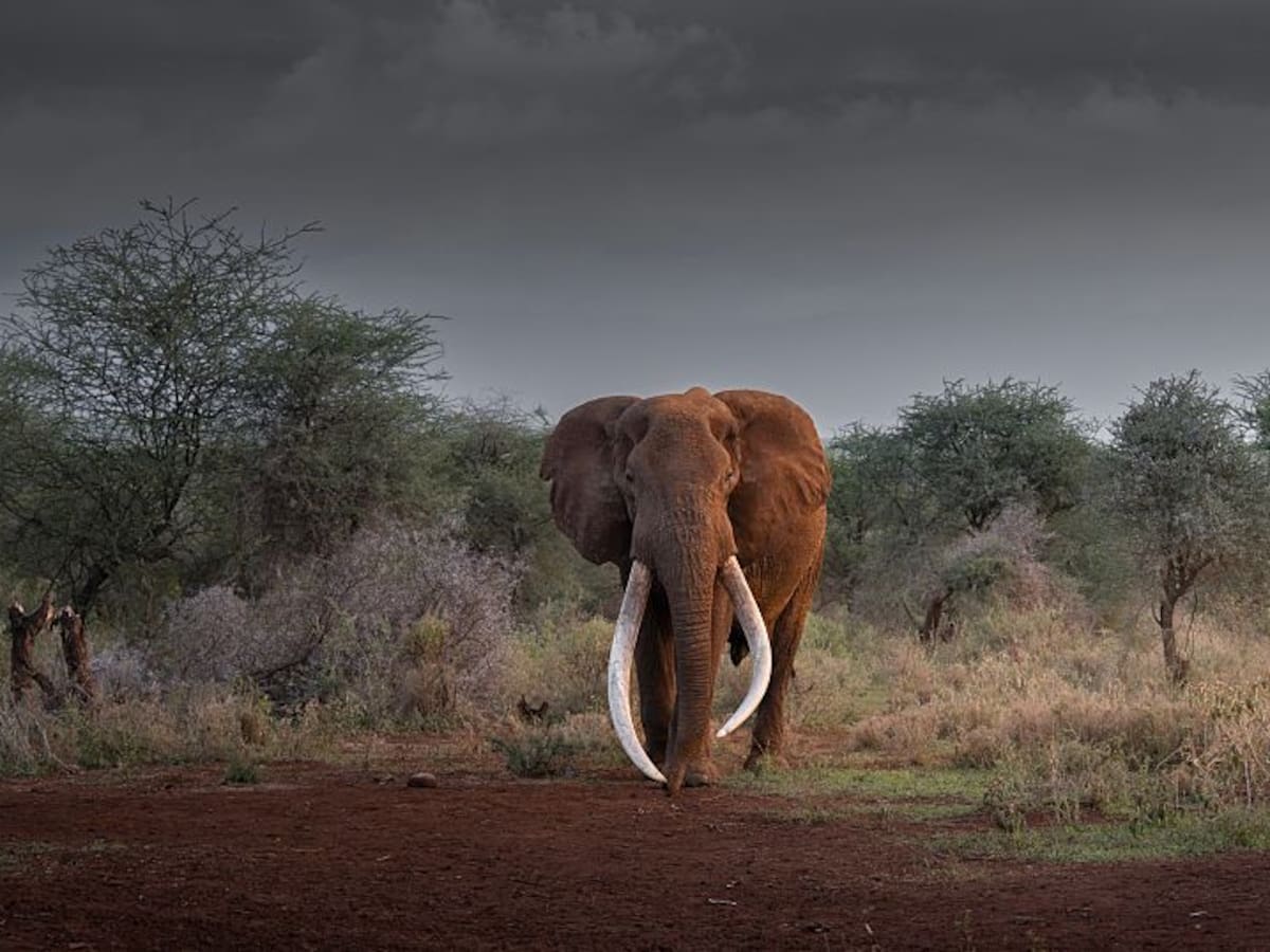 Adiós a Craig, el elefante gigante que se convirtió en leyenda