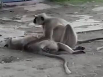 Mono intenta revivir a su amigo mono que murió electrocutado