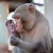 ASÍ ES EL DÍA A DÍA EN EL SANTUARIO DE PRIMATES MÁS GRANDE DE EEUU