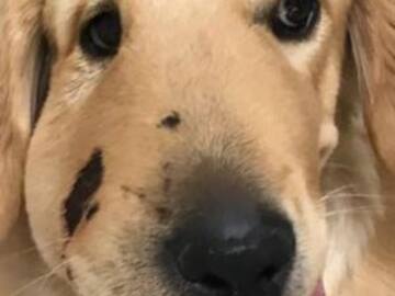 Este es el rostro de un perro héroe... conoce su historia