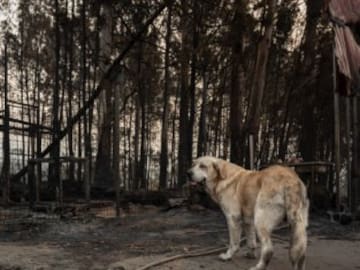 Los animales, los grandes olvidados en los incendios forestales