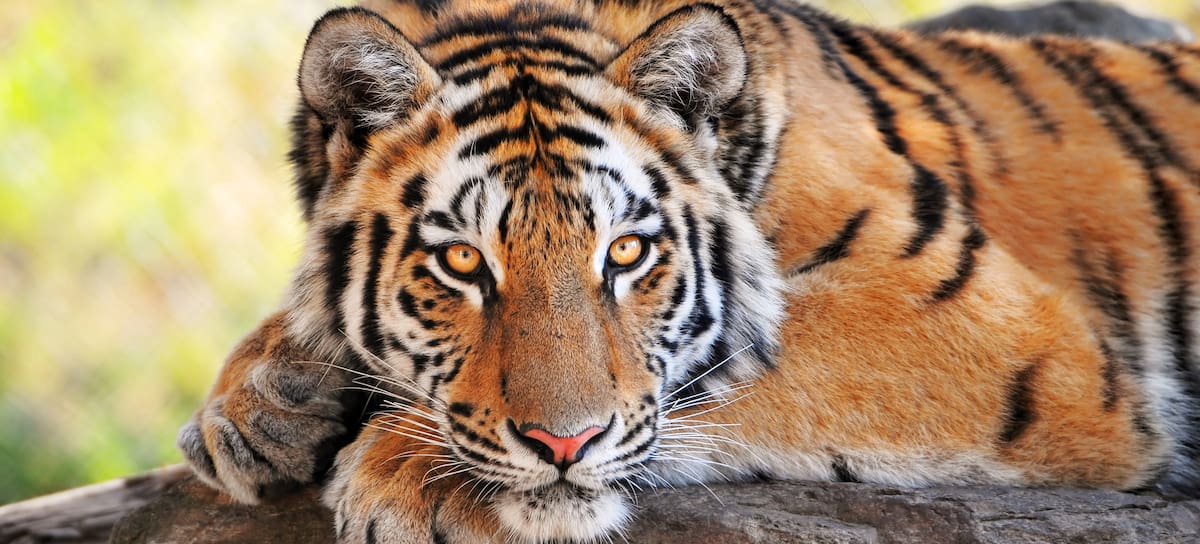 El tigre es una de las especies que más ha remontado.