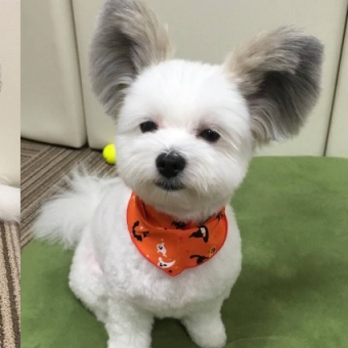 ¡Que ternura! Perrita con orejas de Mickey Mouse conquista Instagram