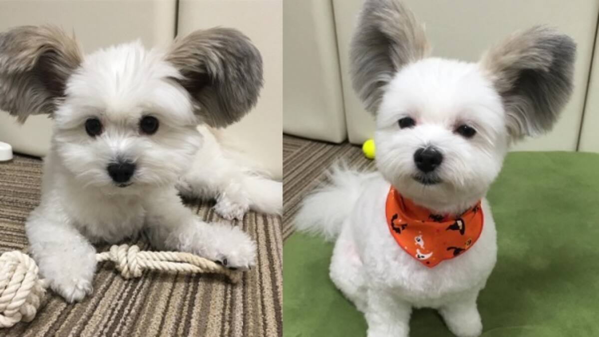 ¡Que ternura! Perrita con orejas de Mickey Mouse conquista Instagram