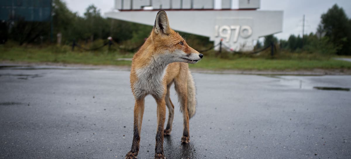Un zorro, en las inmediaciones de la central nuclear de Chernóbil.