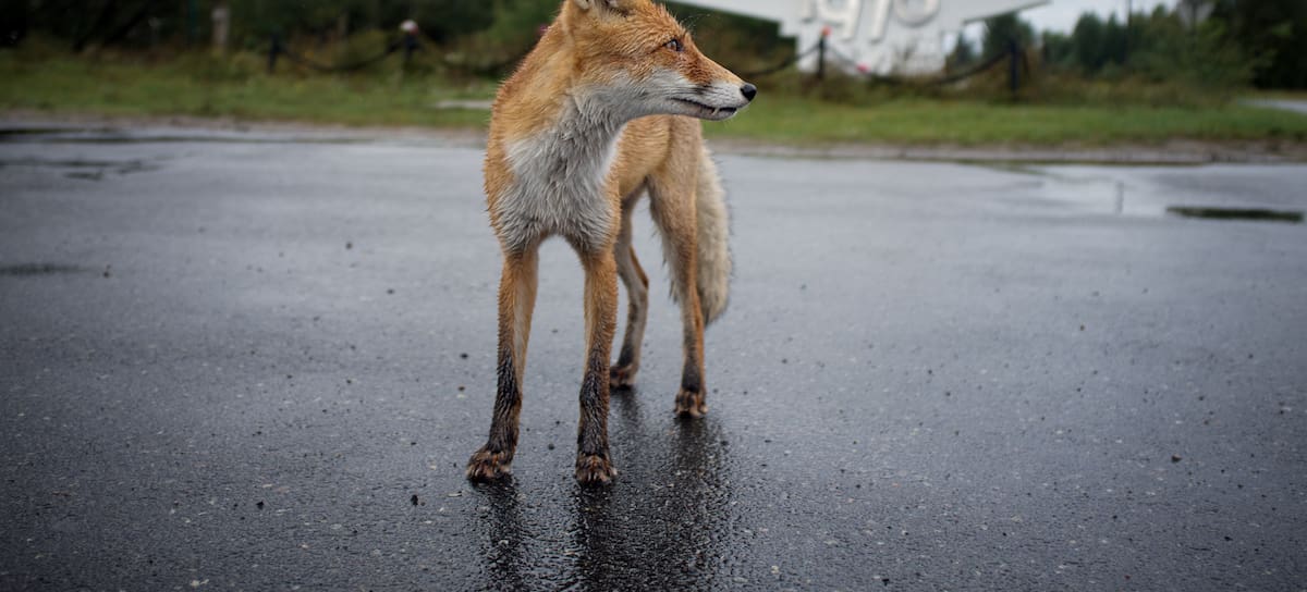 Un zorro, en las inmediaciones de la central nuclear de Chernóbil.