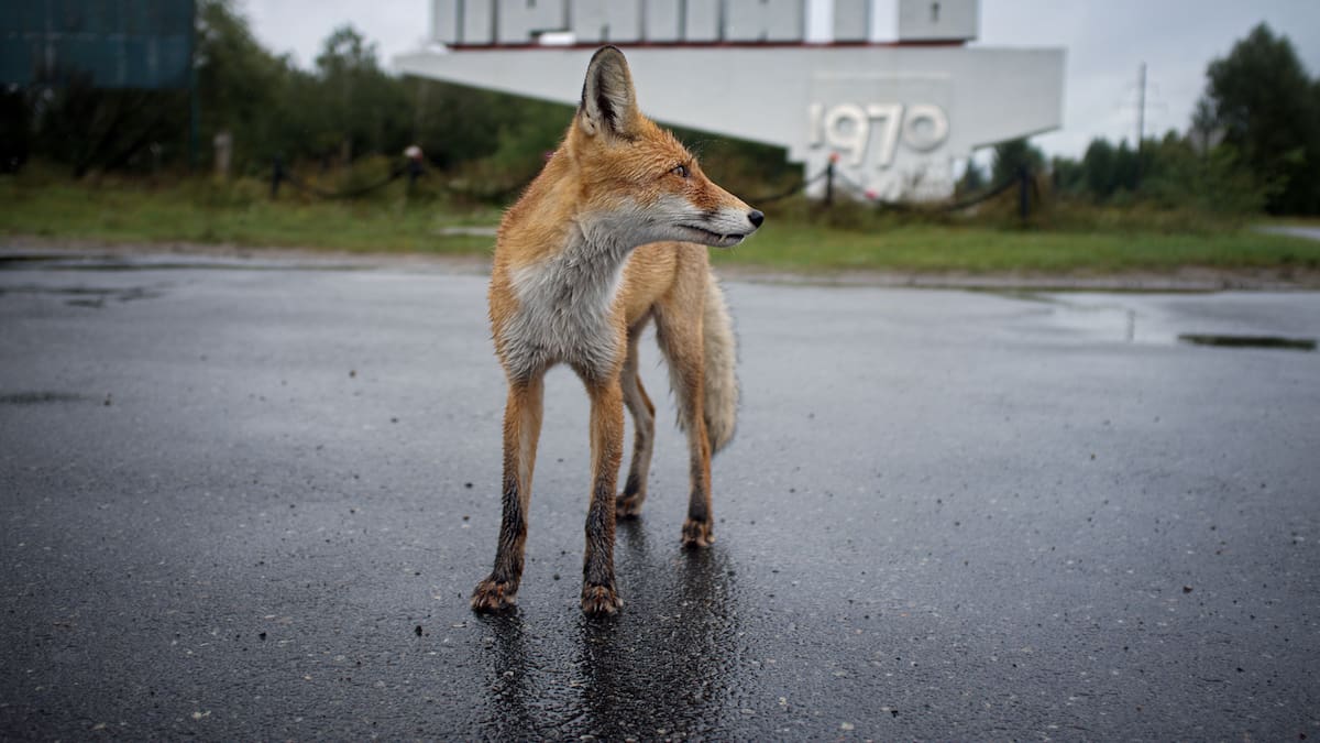 40 años de Chernóbil: así salió adelante la naturaleza