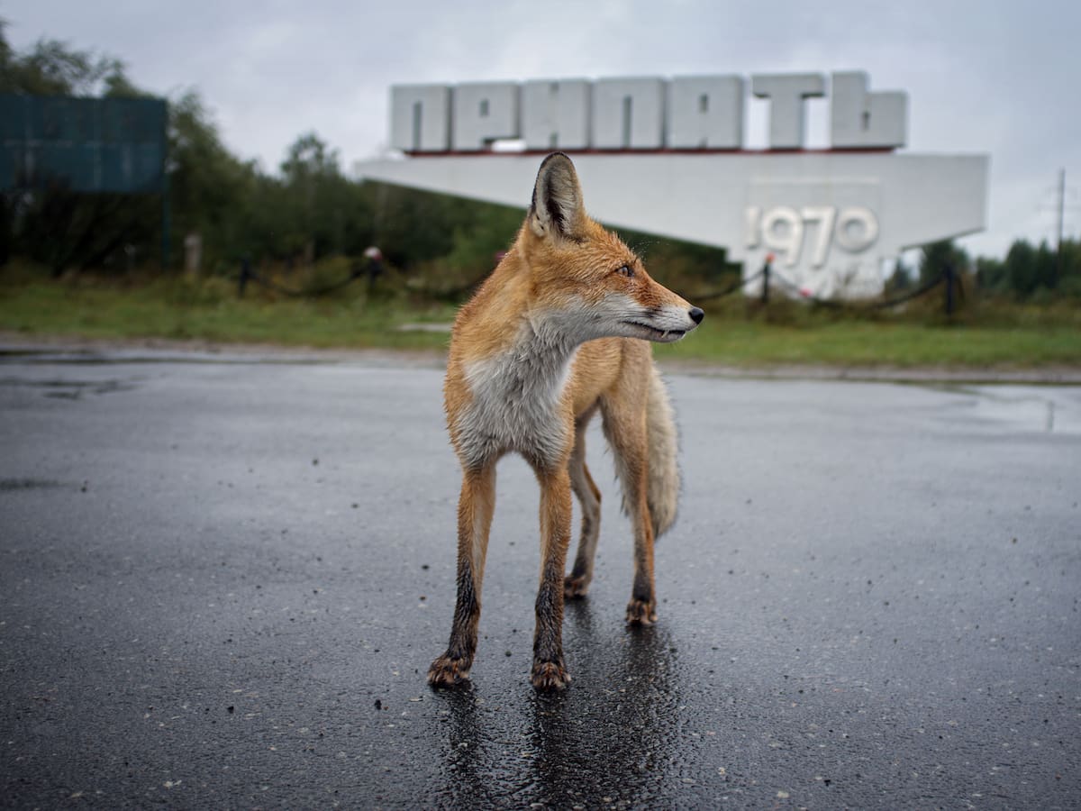 40 años de Chernóbil: así salió adelante la naturaleza