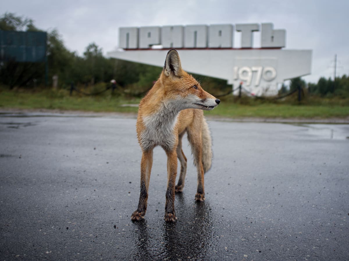 40 años de Chernóbil: así salió adelante la naturaleza