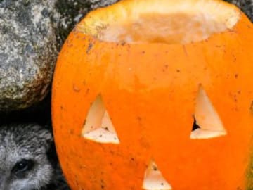 Halloween: “El mundo de los muertos y de lo macabro es parte nuestra, no es algo que tengamos que esconder”