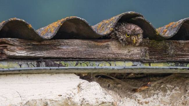 Un mochuelo en un tejado de Transilvania, Rumanía.