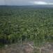 La Amazonia también vota en Brasil