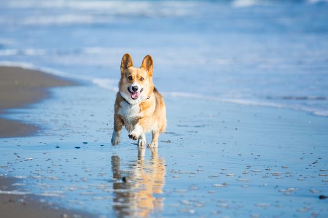 Un perro andando por la orilla del mar.