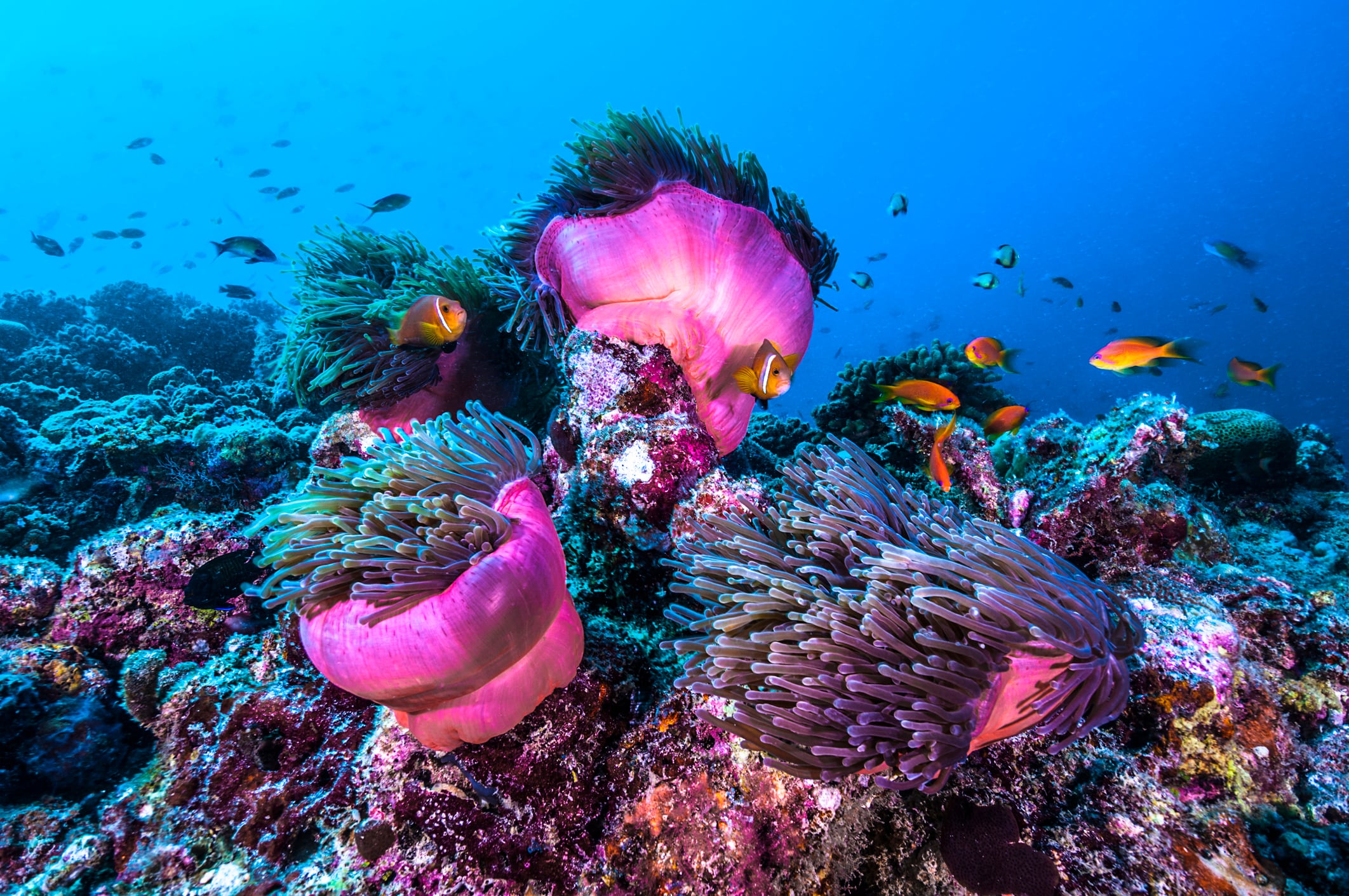 Los corales sufren las consecuencias del cambio climático.