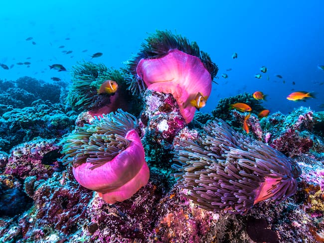 Los corales sufren las consecuencias del cambio climático.