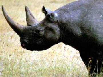 Ha muerto en Kenia el último rinoceronte macho