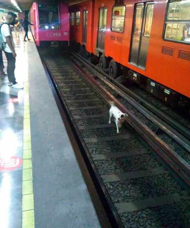 El perro bajó a las vías del tren en busca de su dueña
