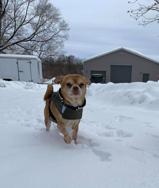 Buscan hogar para Prancer, el perro diabólico