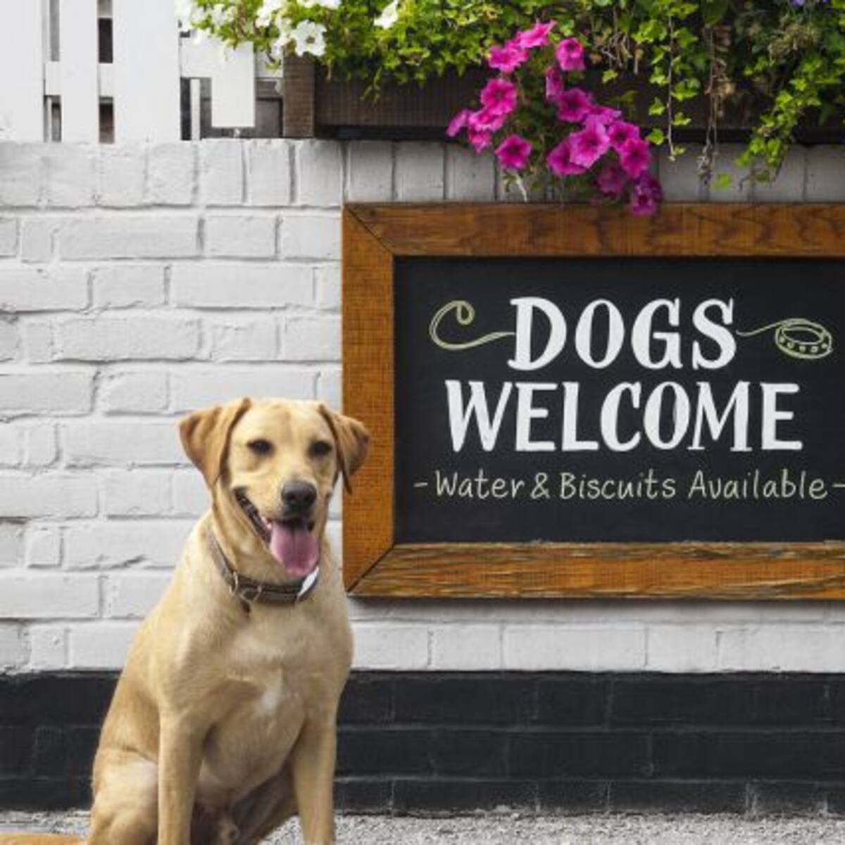 ¿Dónde puedo ir a pasear con mi mascota? Te tenemos una guía de lugares 'Pet Friendly'