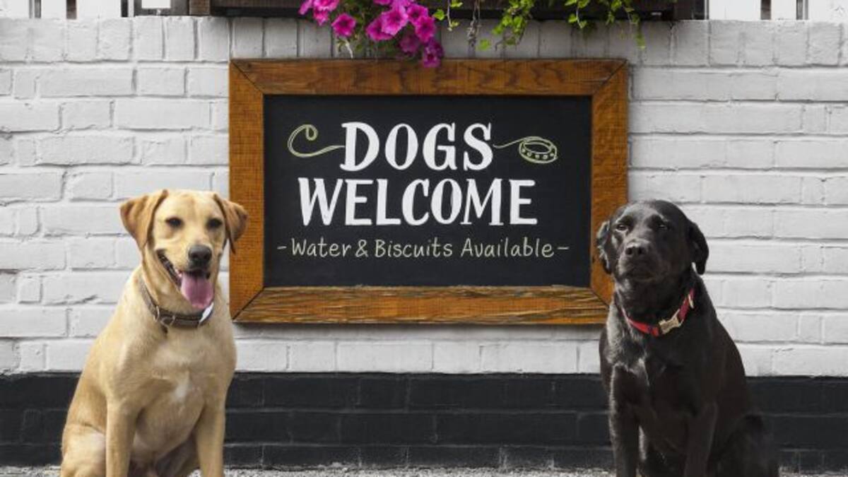 ¿Dónde puedo ir a pasear con mi mascota? Te tenemos una guía de lugares 'Pet Friendly'