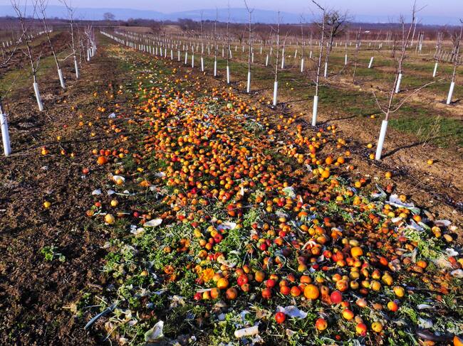 El modelo productivo genera un gran desperdicio de alimentos.