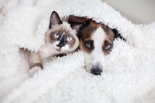 Un gato y un perro bajo una manta