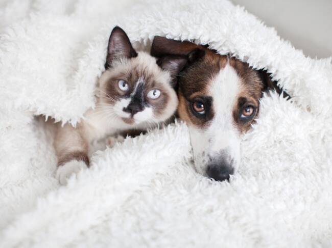 Un gato y un perro bajo una manta