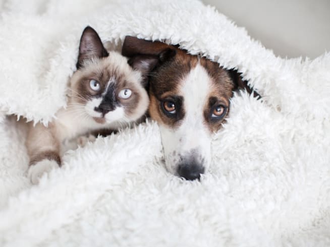 Un gato y un perro bajo una manta