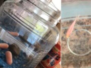 Cambió los peces de su hermana por zanahorias bebés