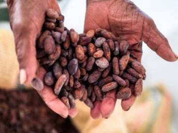 Día Mundial del Chocolate: un manjar con un lado oscuro