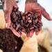 Día Mundial del Chocolate: un manjar con un lado oscuro