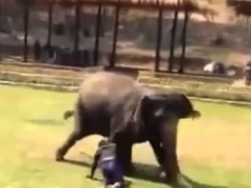 Este hermoso elefante defiende a su cuidador de un ataque