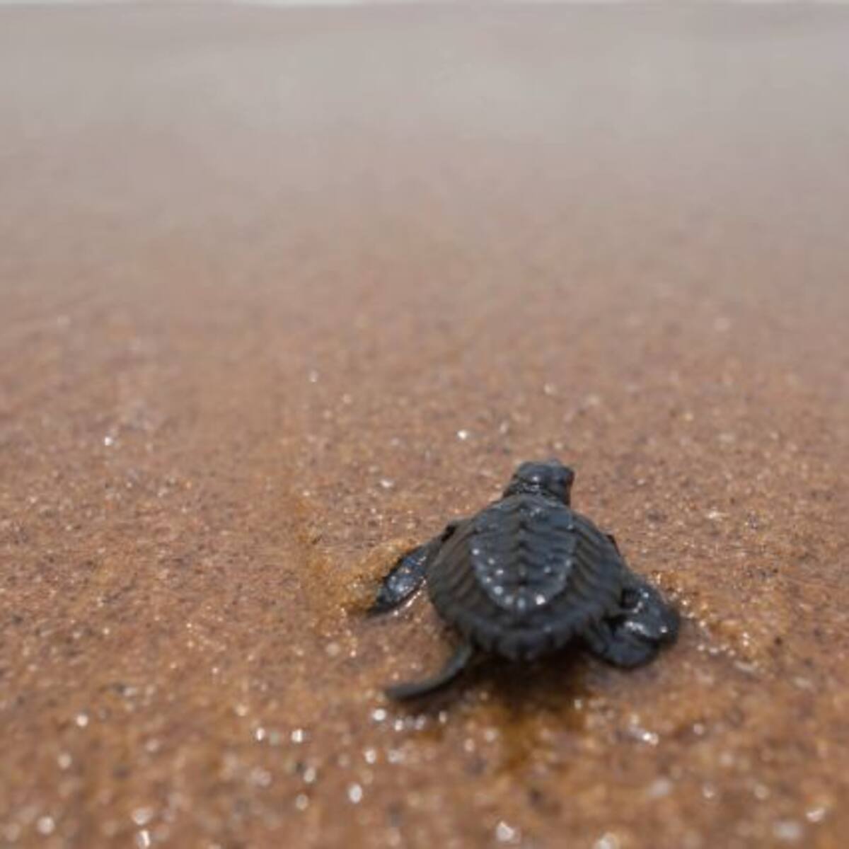 ¿Te gustaría ser voluntario? Las tortugas marinas te lo agradecerán
