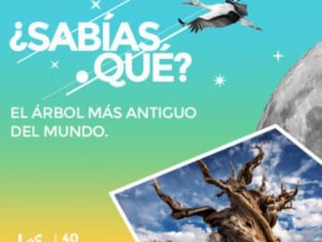 El árbol más antiguo del mundo
