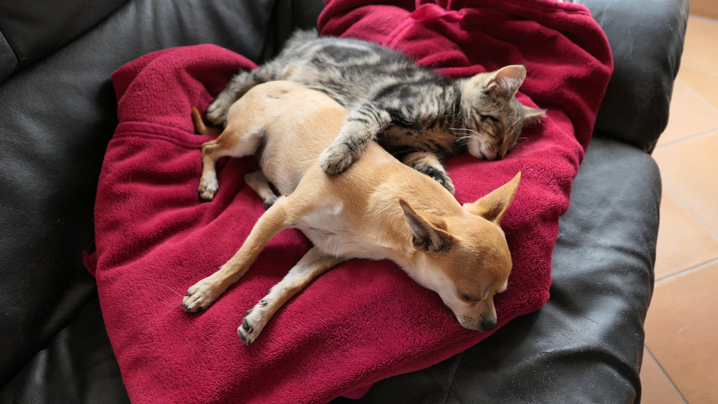 Perros y gatos están cada vez más presentes en nuestras vidas.