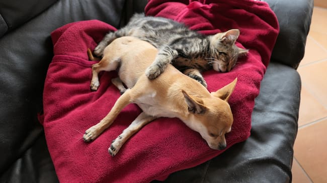Perros y gatos están cada vez más presentes en nuestras vidas.