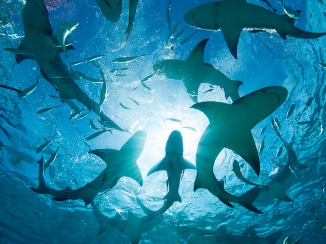 Los tiburones son fundamentales para la buena salud de los ecosistemas marinos.