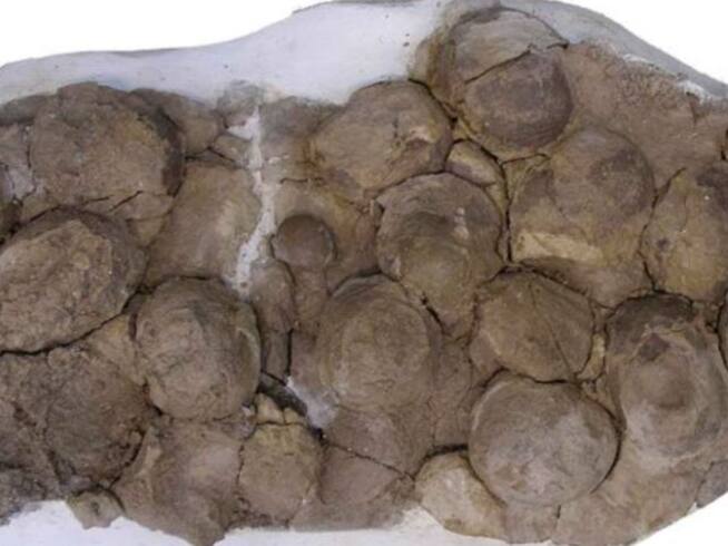 Los restos de los huevos pertenecen a la especie de dinosaurio herbívoro Mussaurus patagonicus.