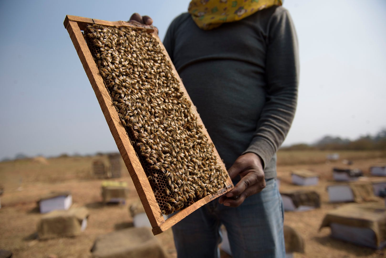 La cría de insectos se ha convertido en una práctica masiva.