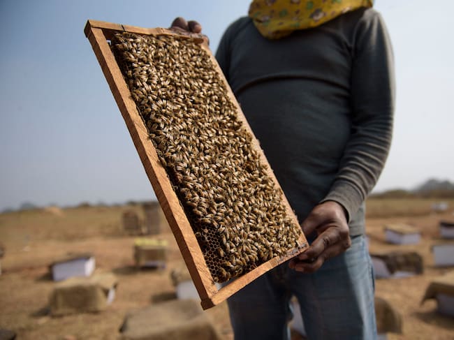 La cría de insectos se ha convertido en una práctica masiva.