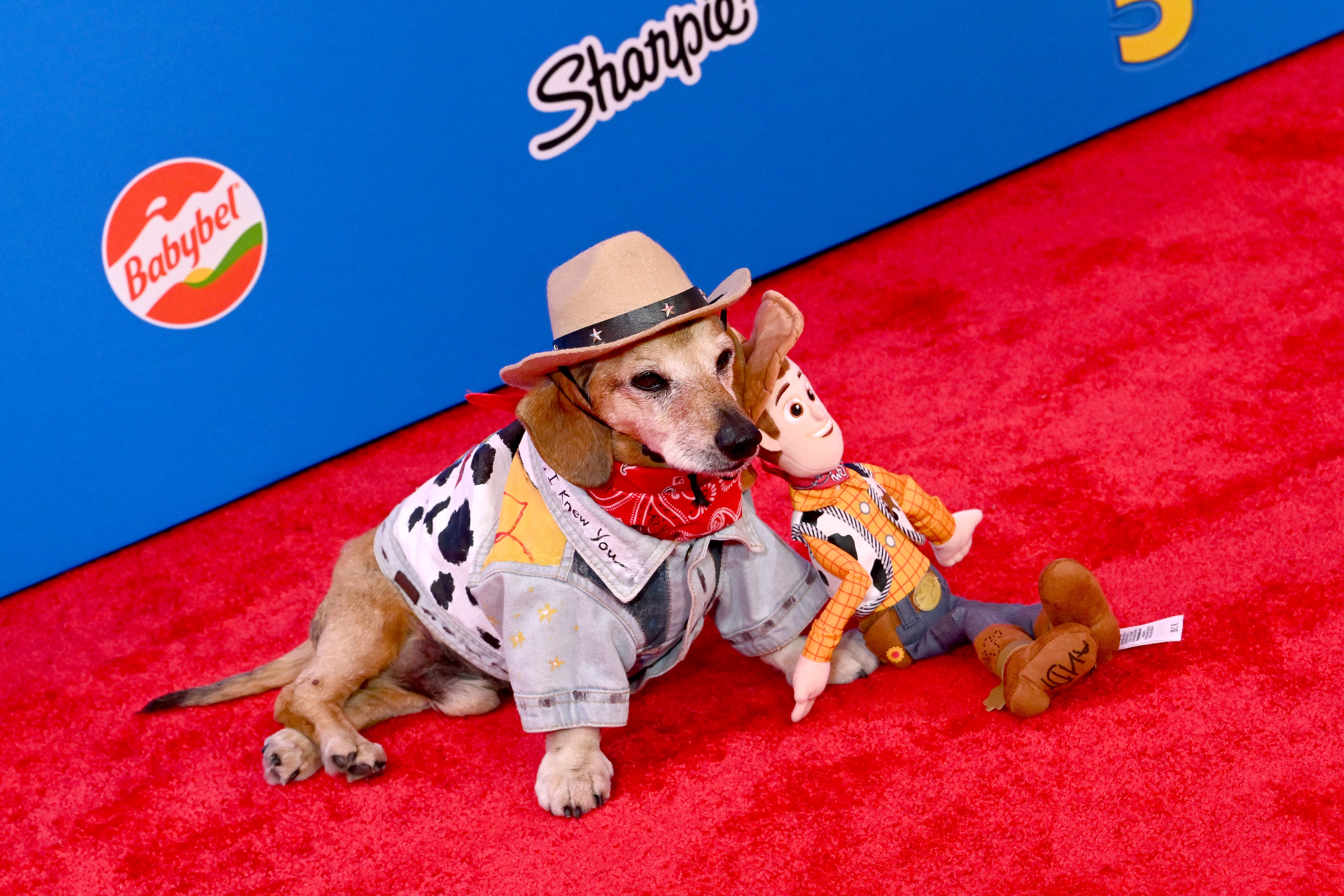 Lucas The Dog en Los Angeles
