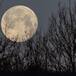 Luna llena de marzo 2026: a qué hora y cómo ver la Luna de Gusano
