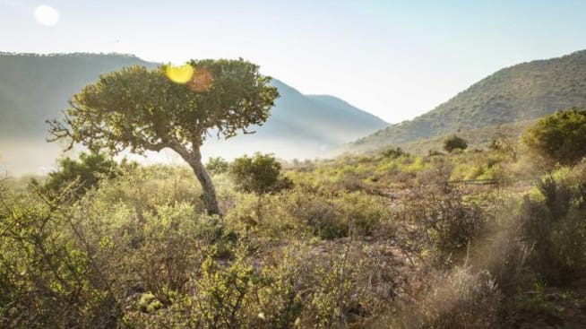 Arbustos de elefante en Sudáfrica