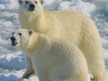 El grito desesperado de ayuda de los osos polares en la isla rusa de Wrangel