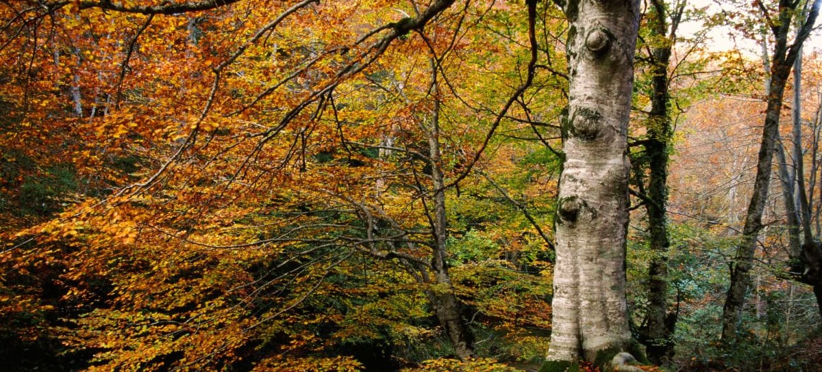 Foto: turismoselvadeirati.com