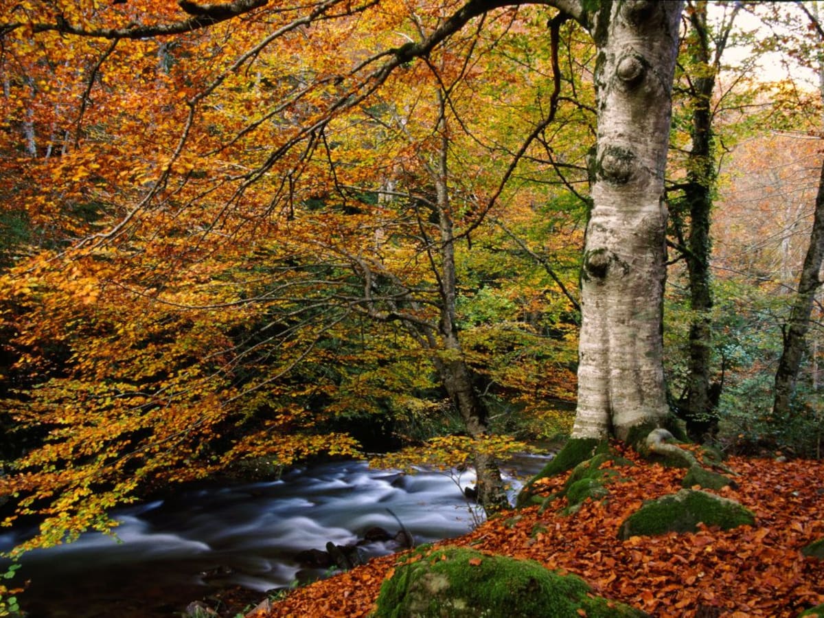 Cinco escapadas para disfrutar del otoño en todo su esplendor